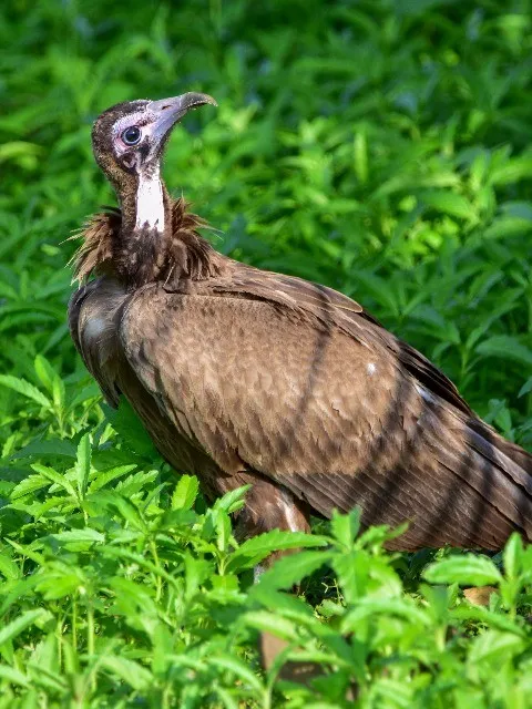 3-Day Gombe Tour safari