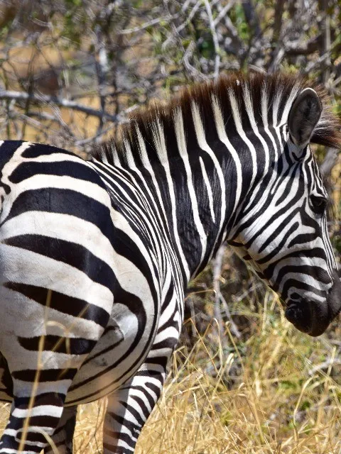 5-Day Serengeti & Ngorongoro Luxury Safari