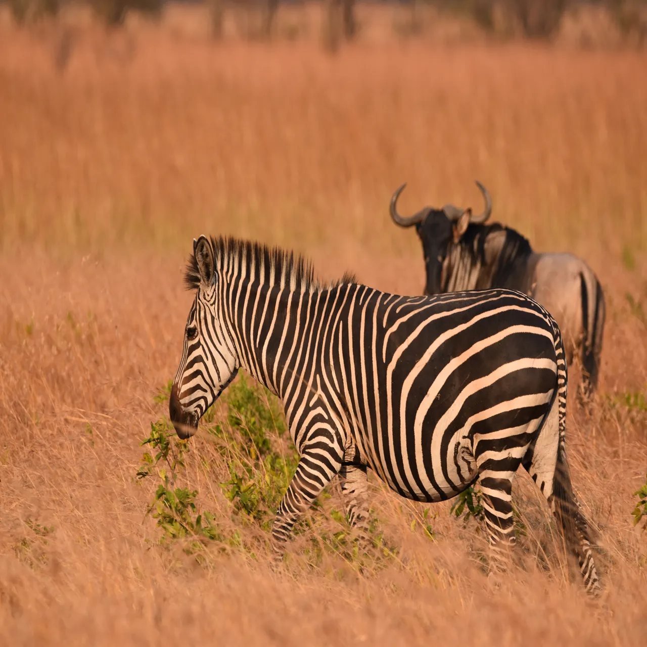 4-Day Tarangire & Ngorongoro Budget Safari