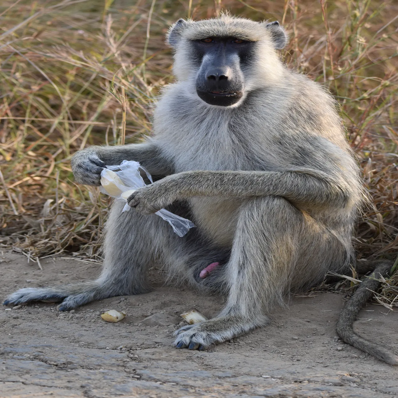 3-Day Selous Game Reserve Safari