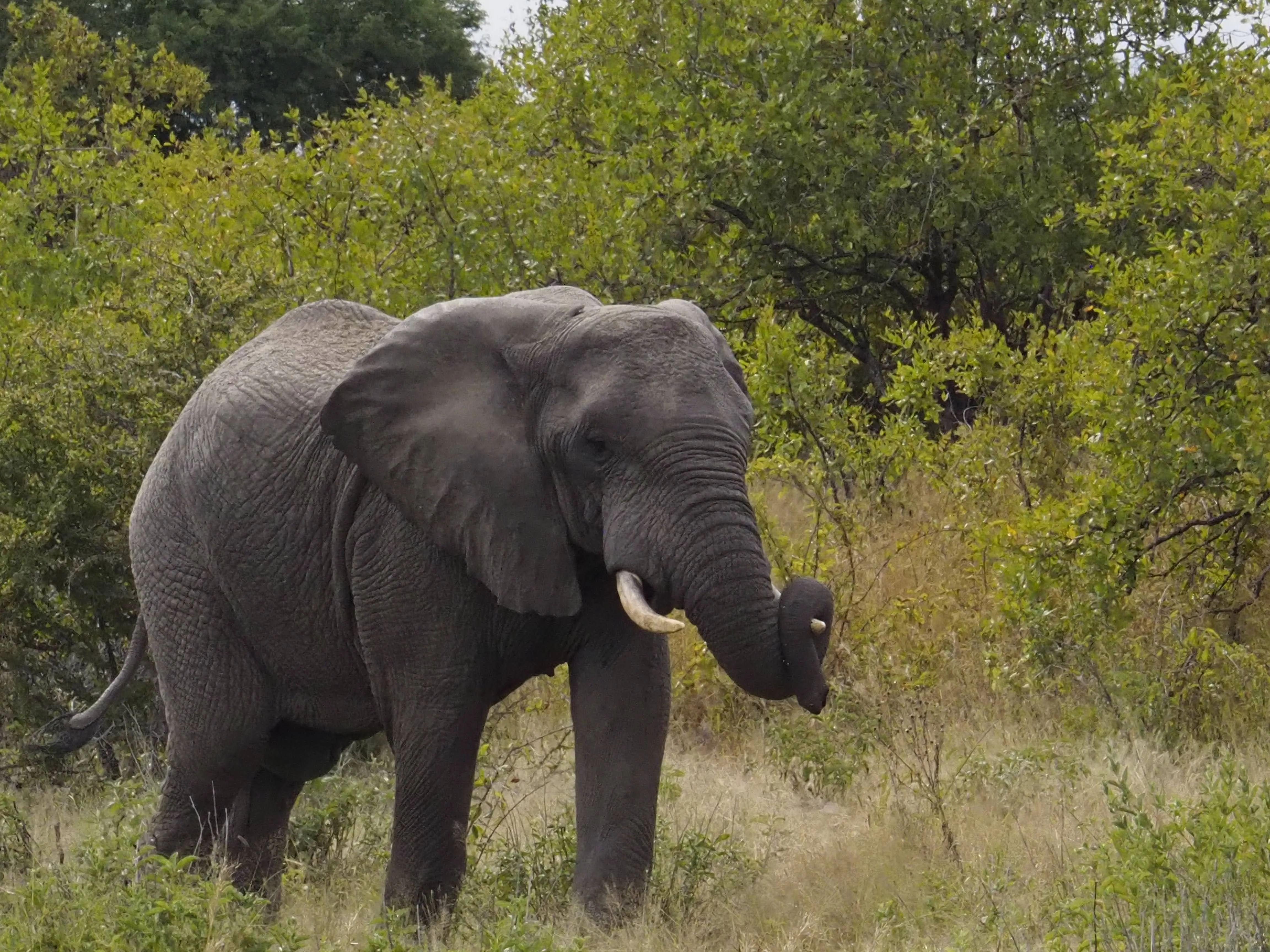1 Day Trip adventure to mikumi national park by SGR Train